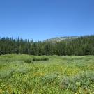 Transect 2 (left to right)
