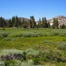Transect 3, right