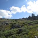 Up Meadow