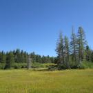 View Toward Top of Meadow from Point 2