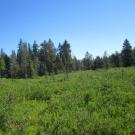 Willow - no transect possible