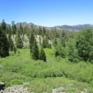 Willow section delineated as meadow in UCDavis shapefil