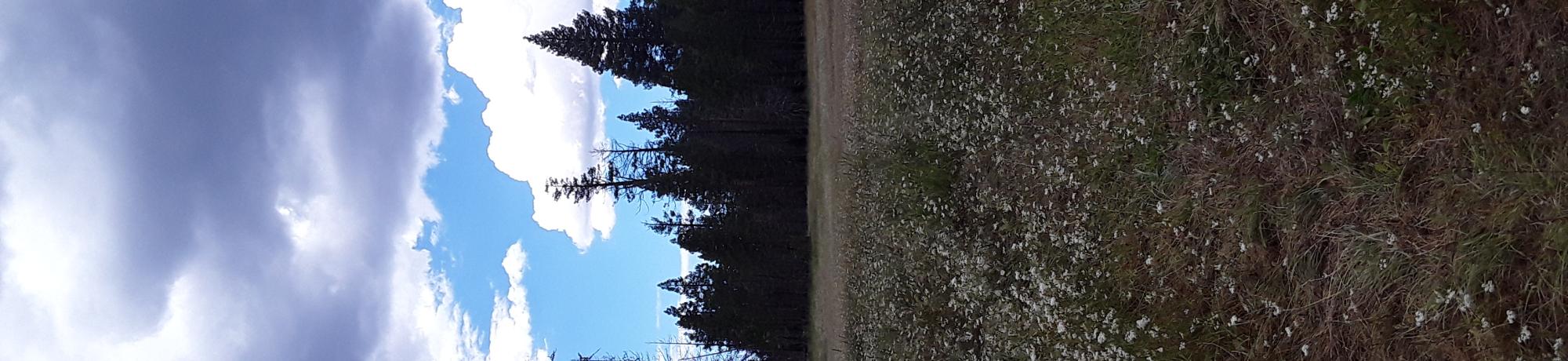 West Forni white flowers