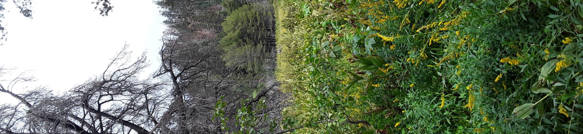 Lower Forni overgrowth