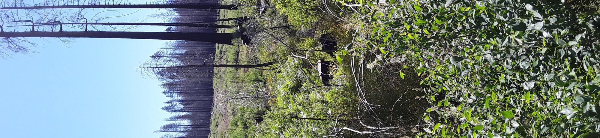 Grizzly Meadow