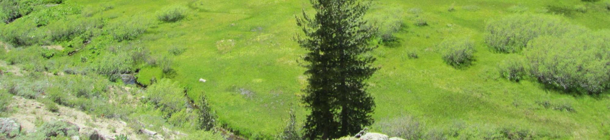 Above top of meadow (upper section) looking down