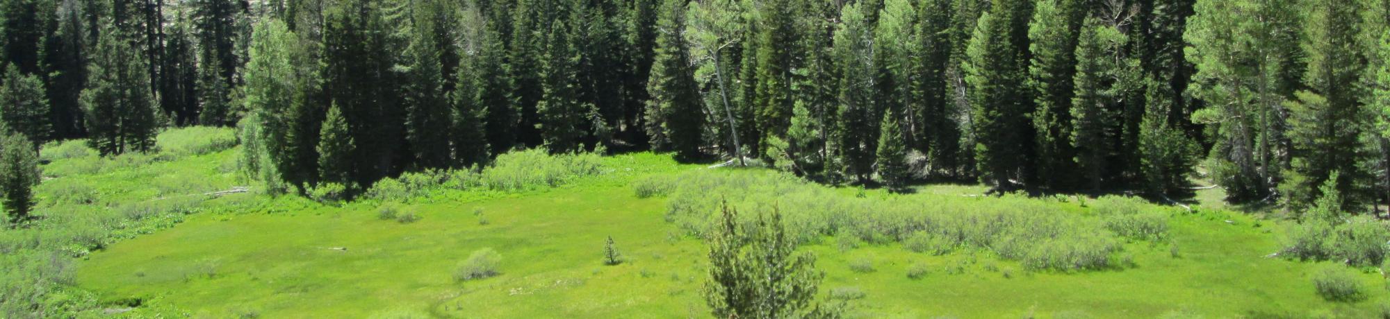 Above top of meadow (upper section) looking down