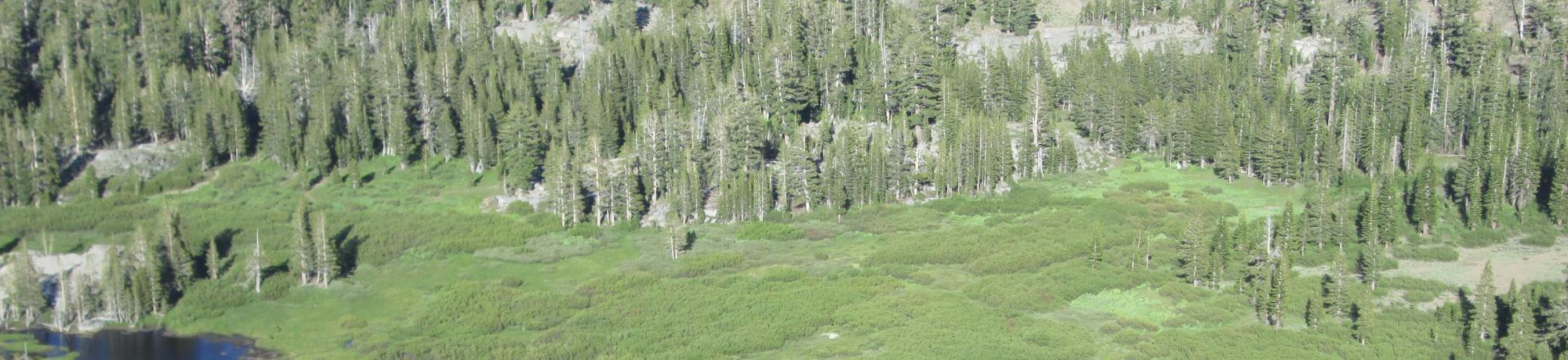 Aerial of meadow from the west