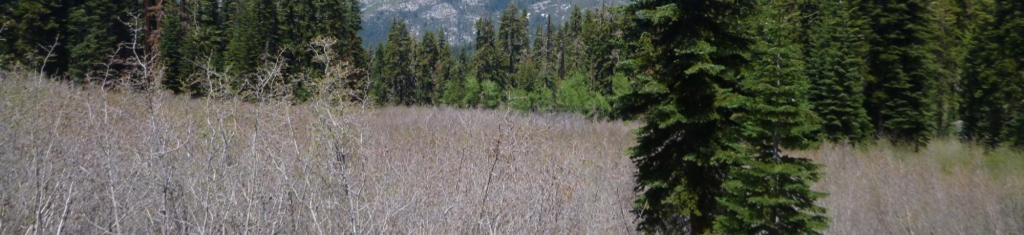 Alder and Slope