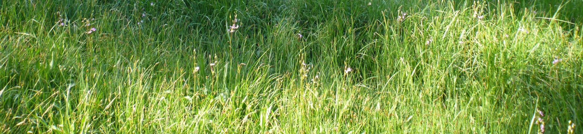 Biggest meadow fragment (bottom to top)