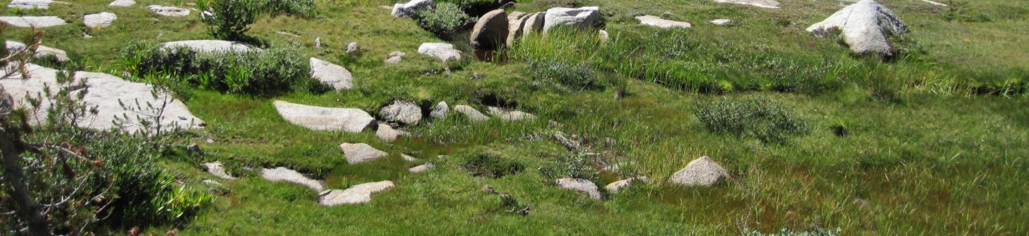 Bottom of Meadow 3