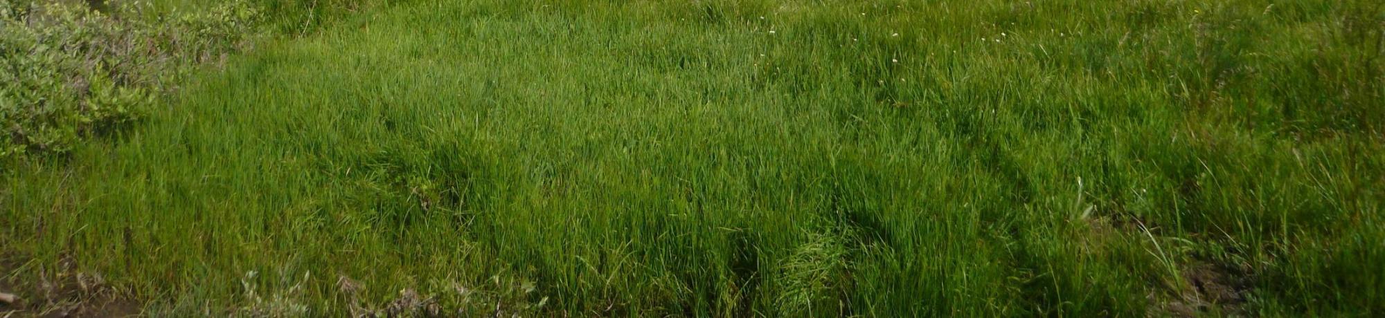 Bottom of Meadow