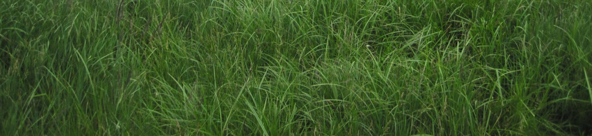 Bottom of Meadow