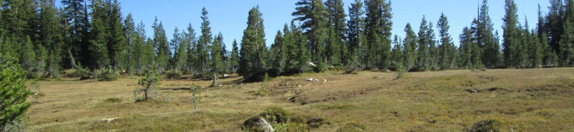 Bottom of Meadow