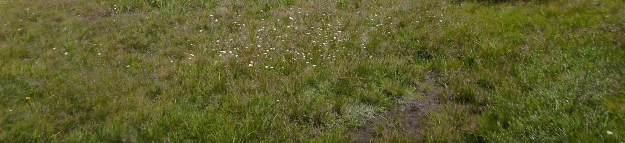 Bottom of Meadow