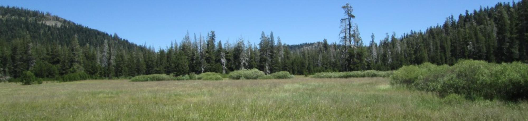 Bottom of Meadow