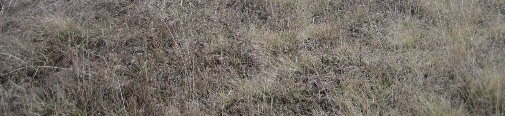Bottom of Meadow