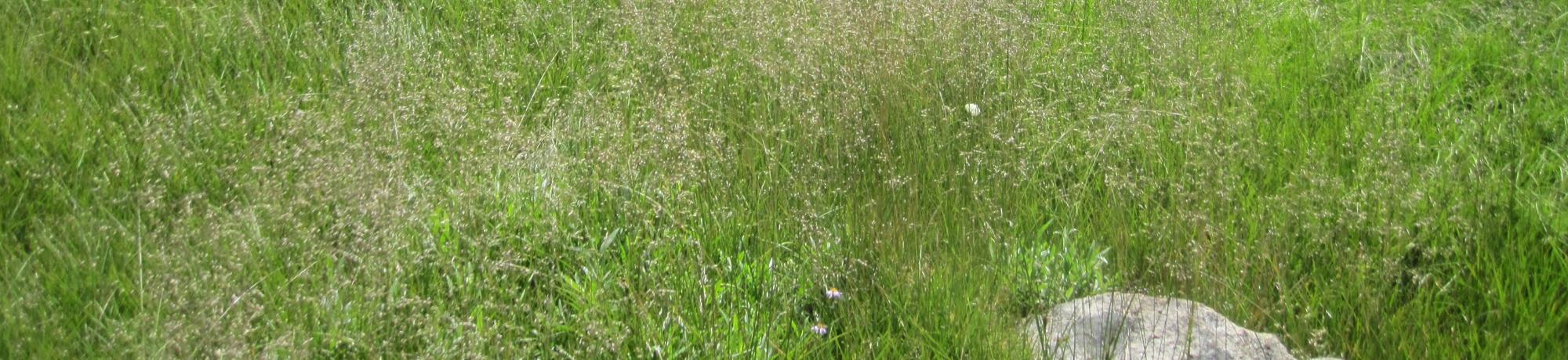 Bottom of Meadow