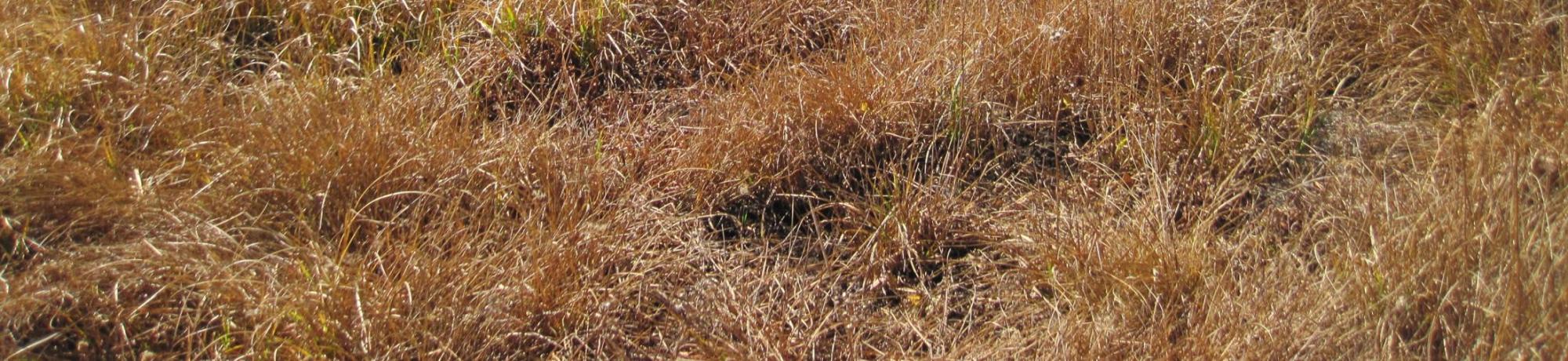 Bottom of Meadow