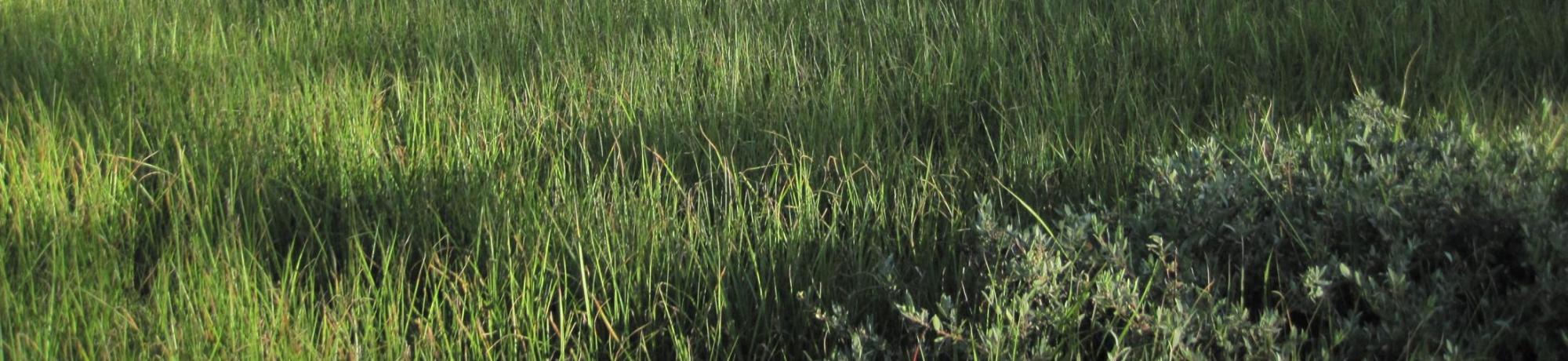 Bottom of Meadow