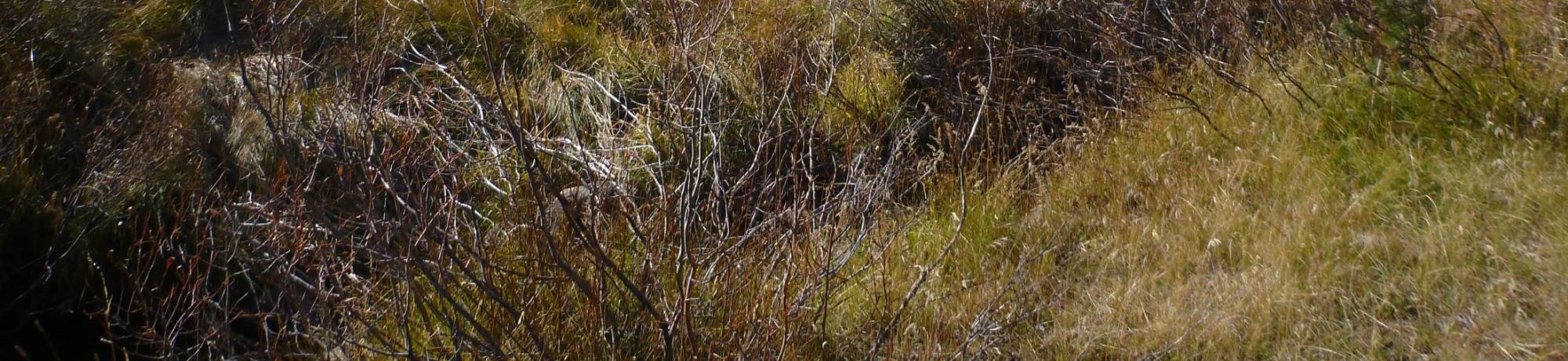 Bottom of Meadow