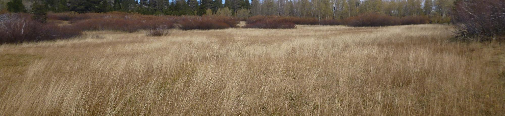 Bottom of eastern-most wet meadow