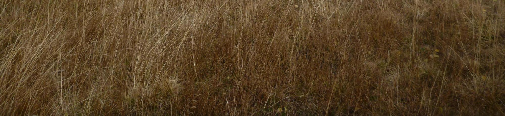 Bottom of eastern-most wet meadow