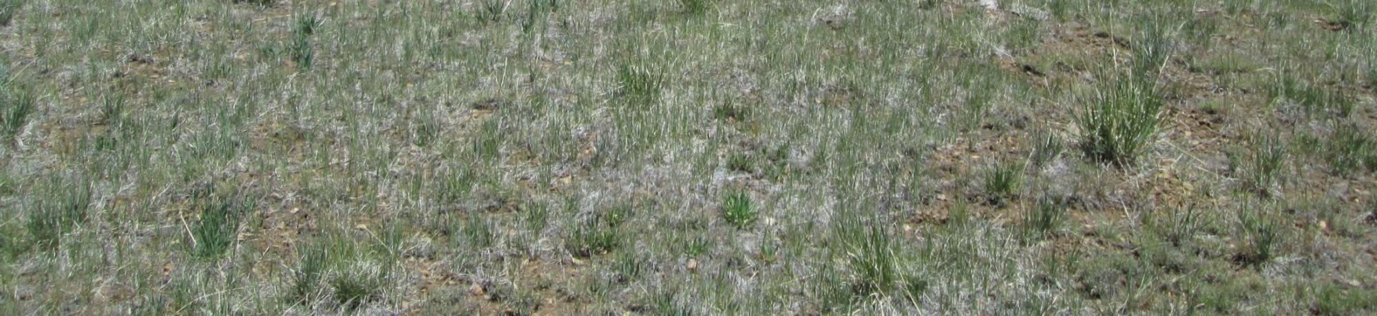 Bottom of lower meadow