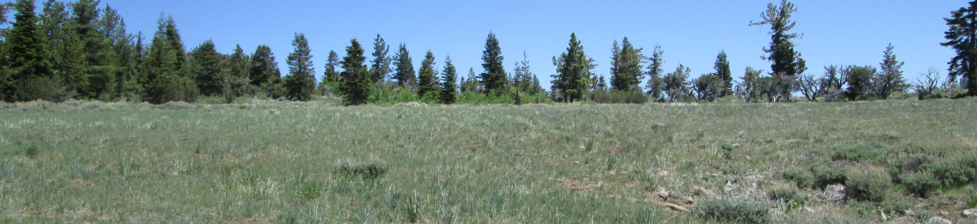Bottom of lower meadow