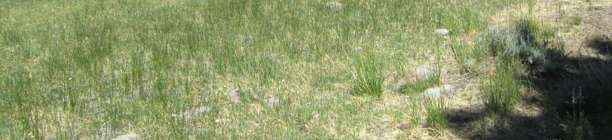 Bottom of meadow looking north