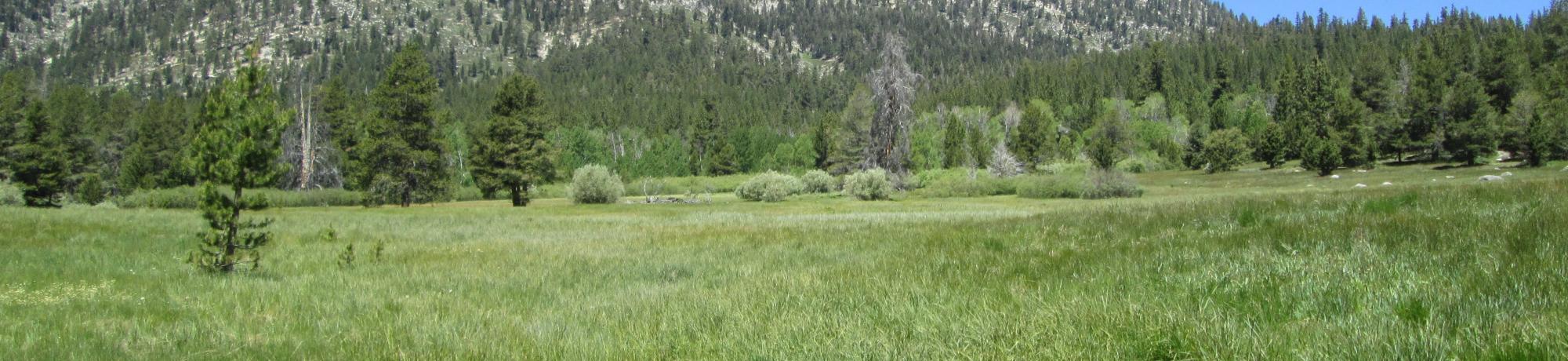 Bottom of meadow looking north