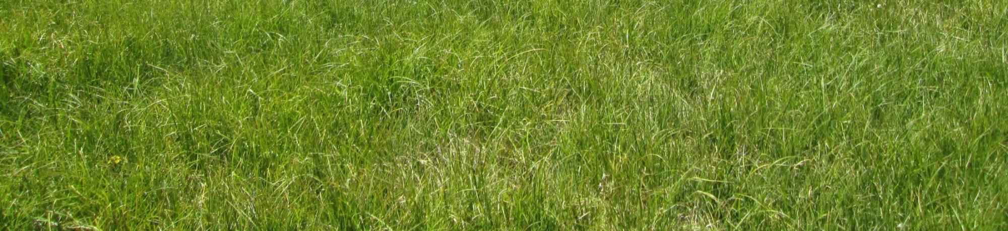 Bottom of meadow looking southwest