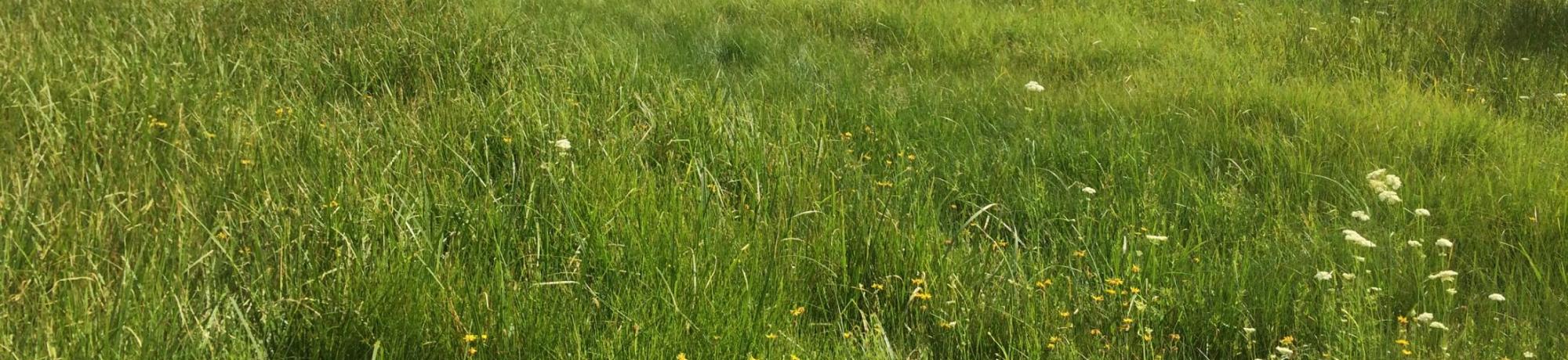 Bottom of meadow