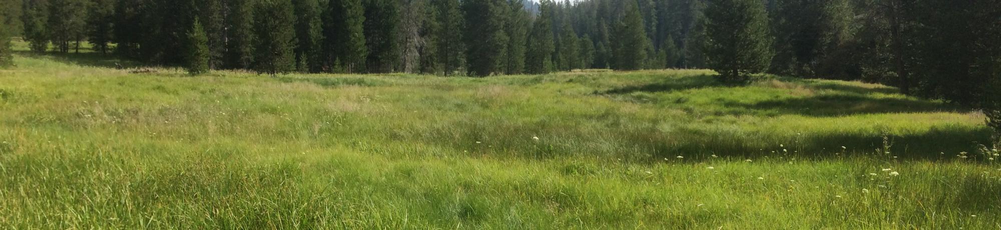Bottom of meadow