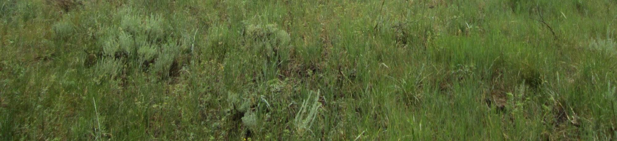 Bottom of meadow