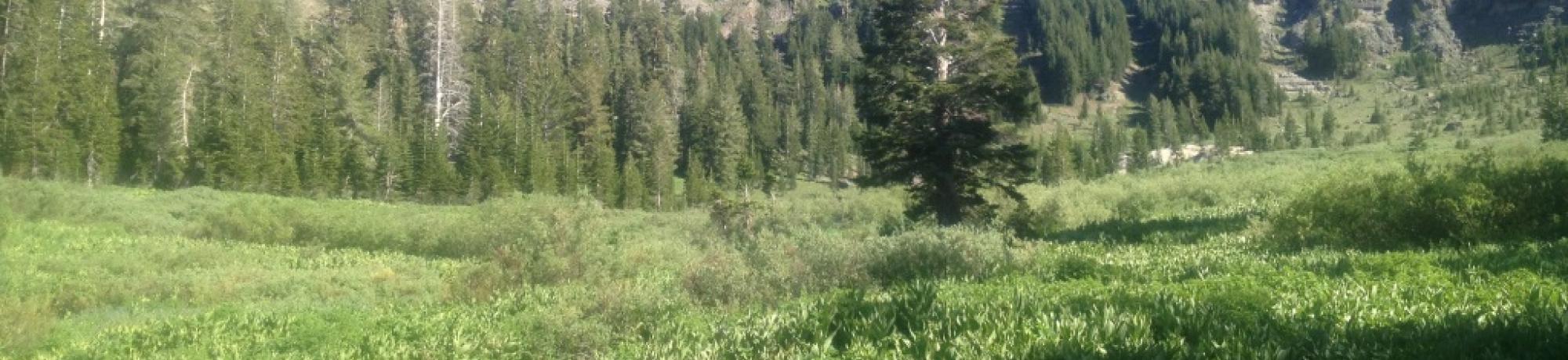 Bottom of meadow