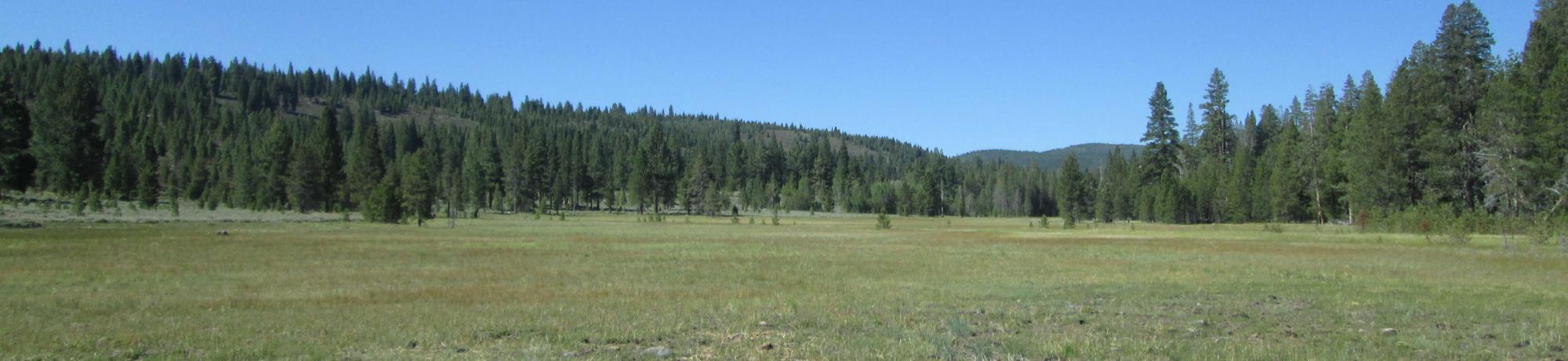 Bottom of meadow