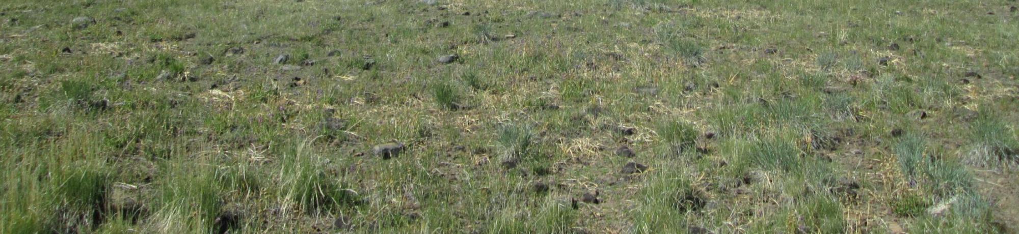 Bottom of meadow