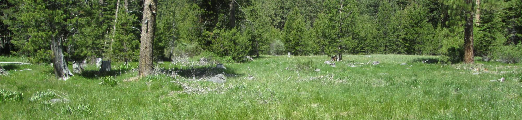 Bottom of meadow