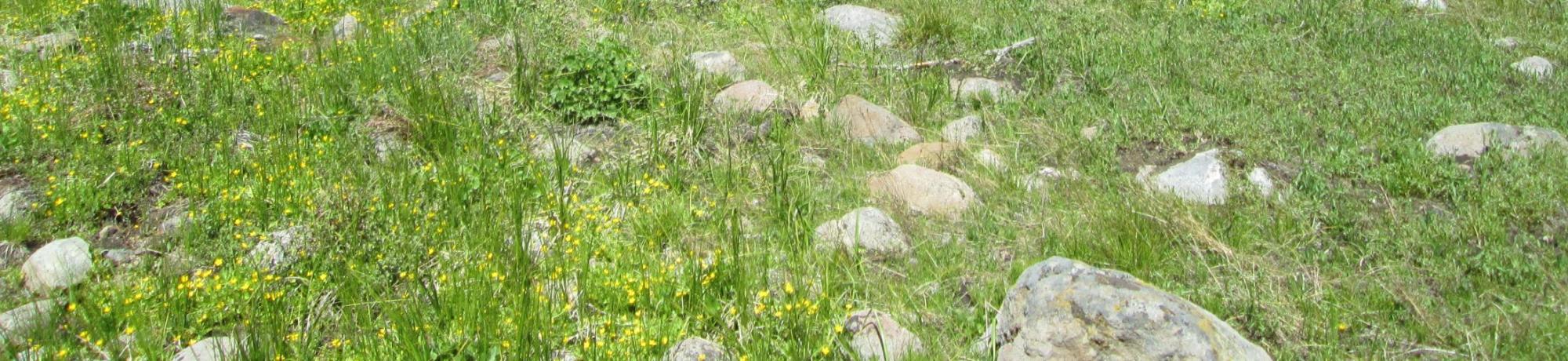 Bottom of meadow