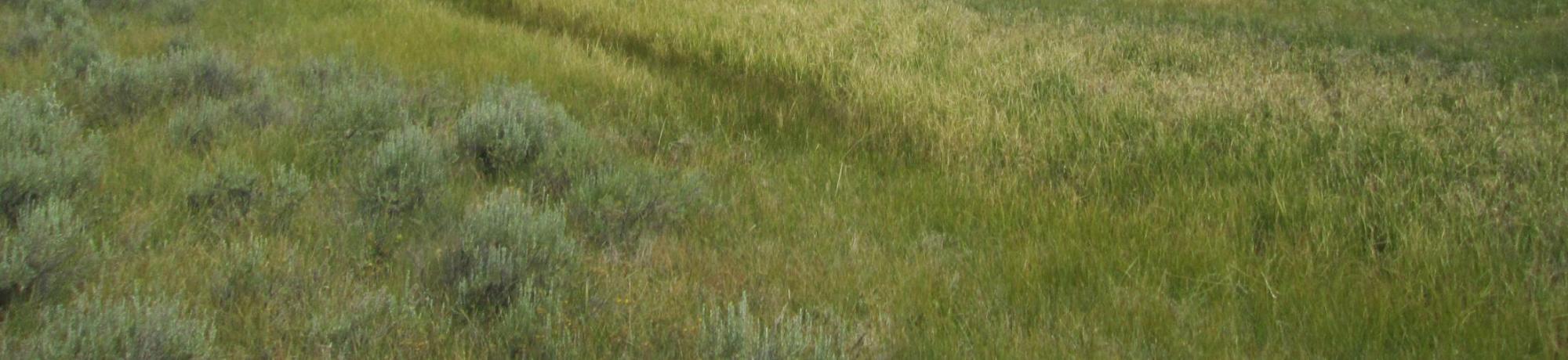 Bottom of meadow