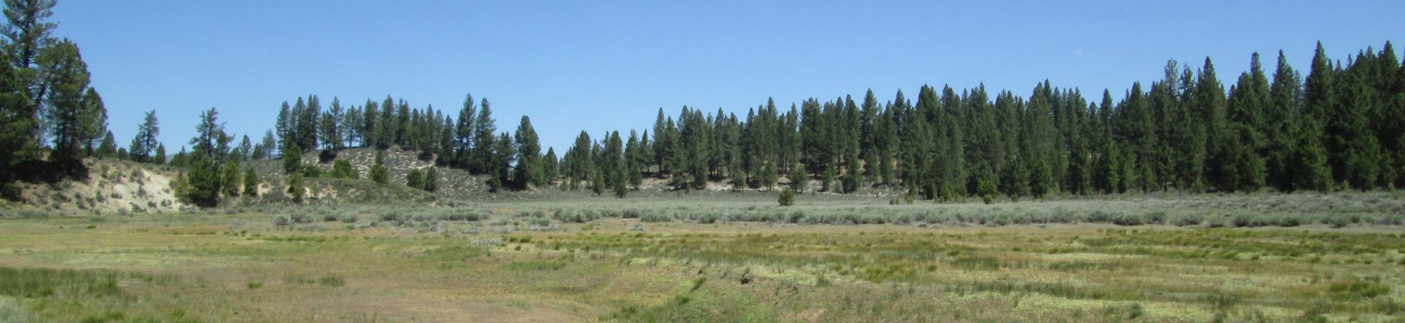 Bottom of the meadow