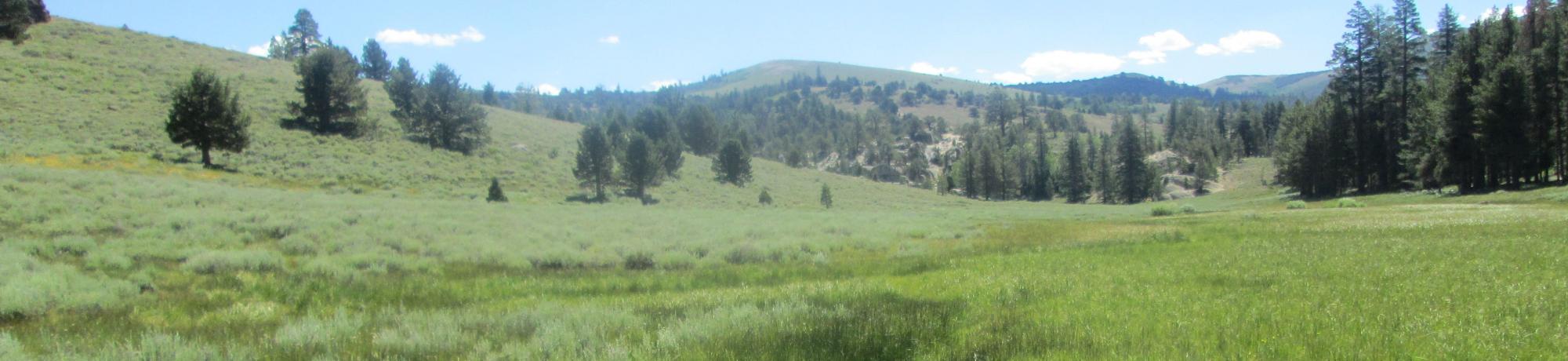 Channel at middle transect, looking downstream