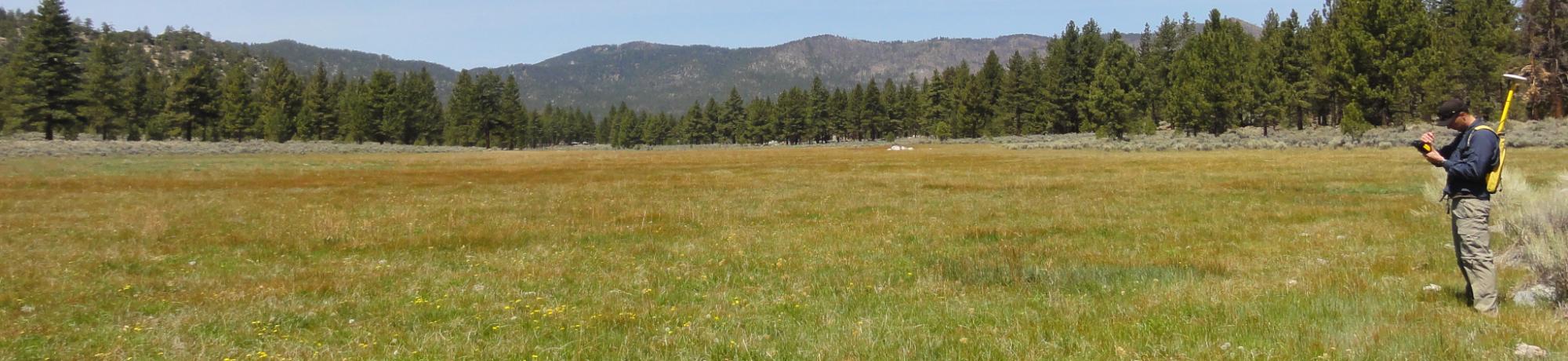 Meadow