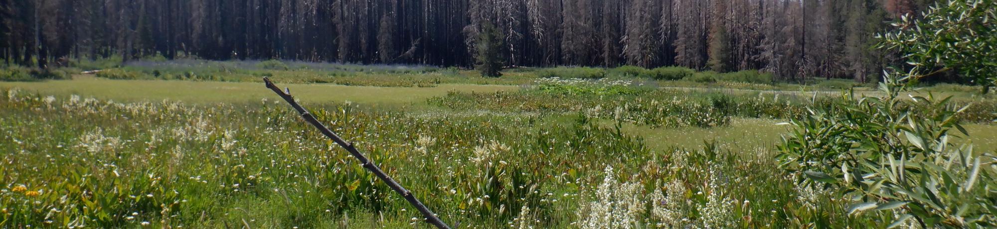 Martin Meadow