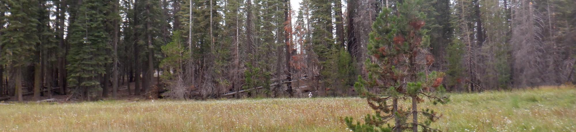 Government Meadow