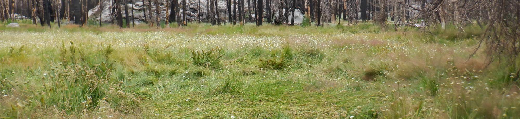 Silver Fork Meadow with big rock in backround