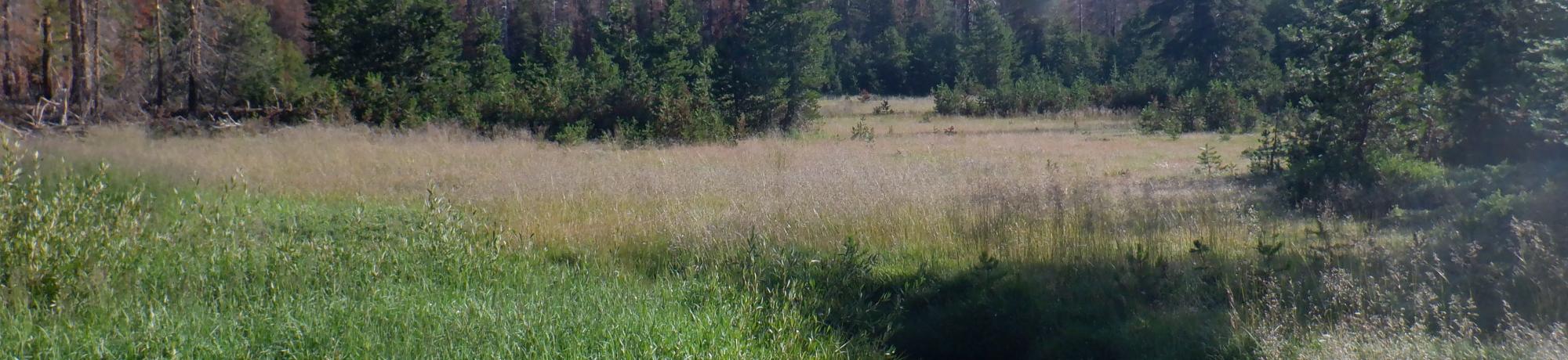 Upper Forni 3 meadow + mountain backgroun