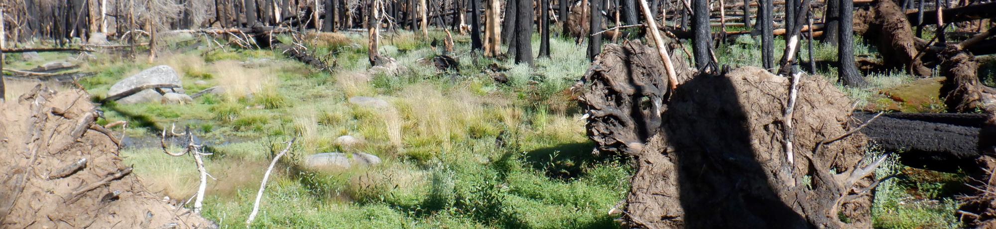 Shaw Flat