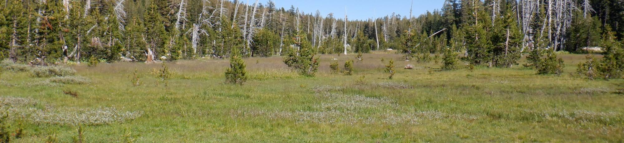 Pacific Crest Meadow